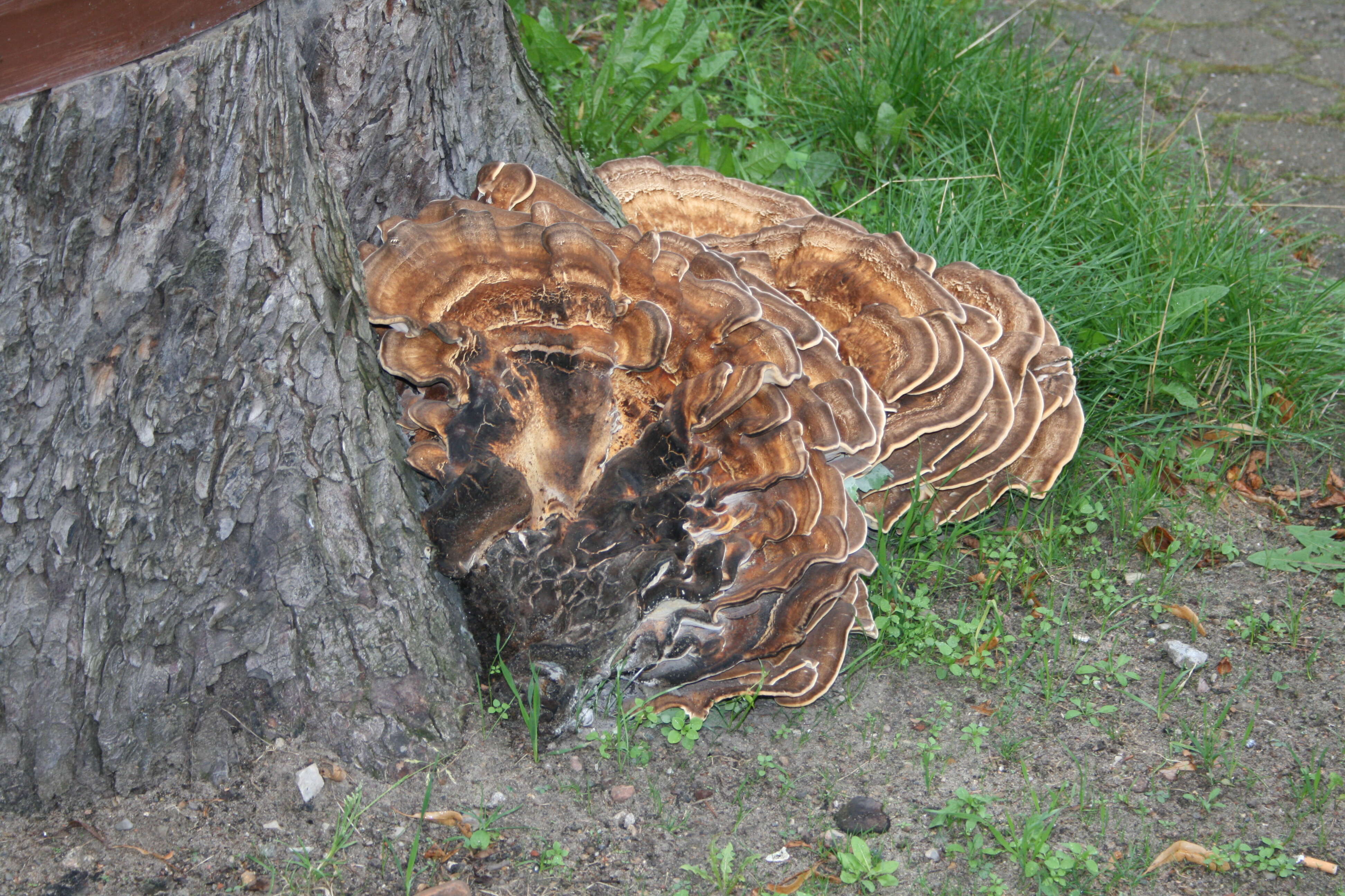 Image de Polypore géant