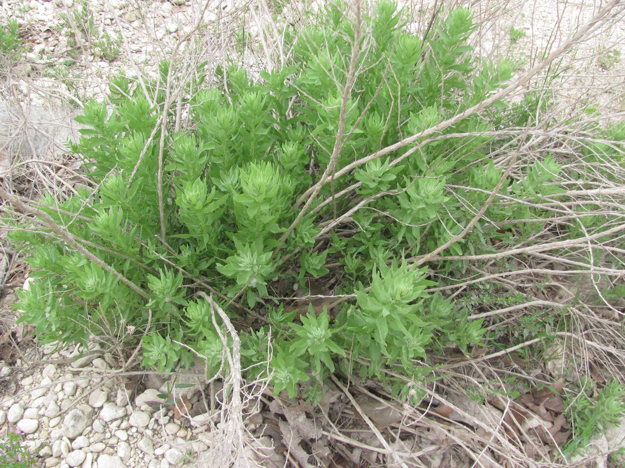 Image de Brickellia dentata (DC.) Sch. Bip.