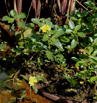 Image of floating primrose-willow