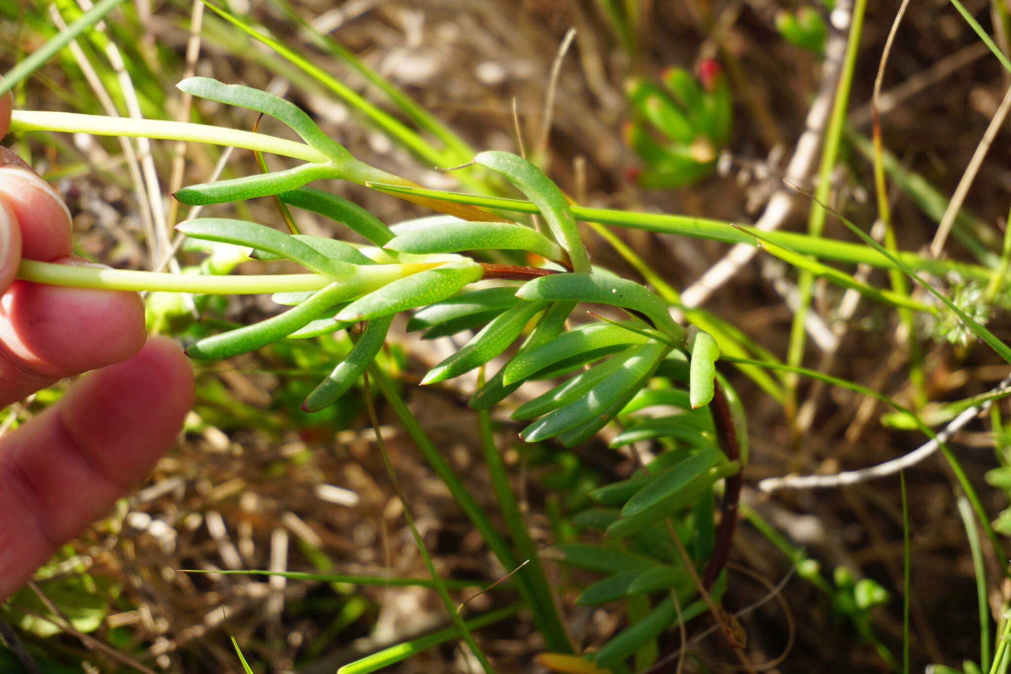 Image of Lampranthus lavisii (L. Bol.) L. Bol.