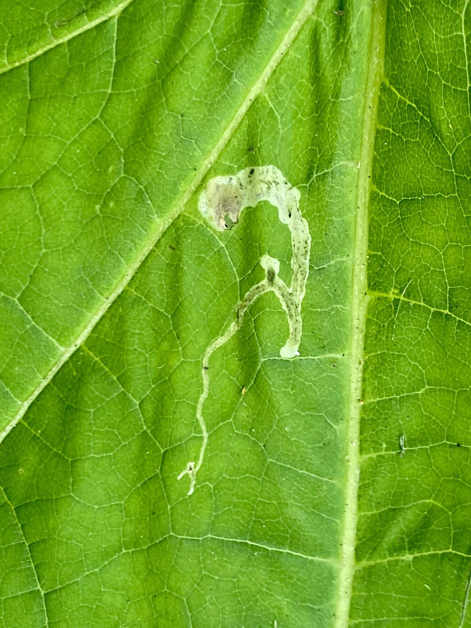 Image of Amauromyza pleuralis (Malloch 1914)