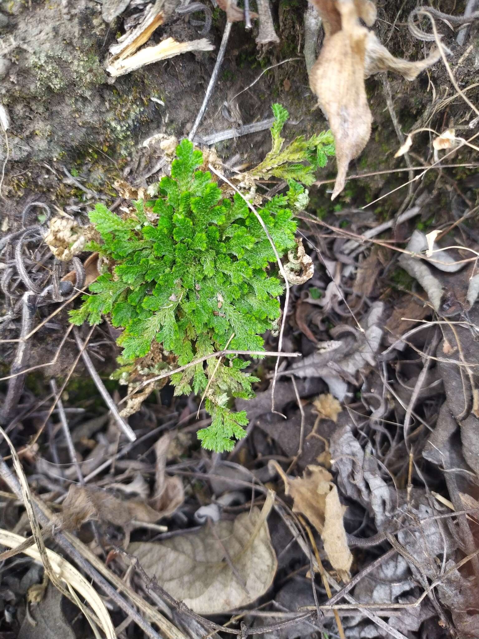 Image of Selaginella pallescens (C. Presl) Spring