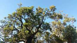 Plancia ëd Nuytsia floribunda (Labill.) R. Br.