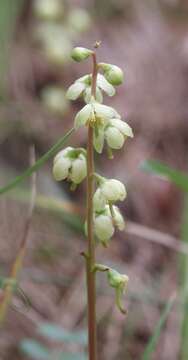 Image of greenflowered wintergreen