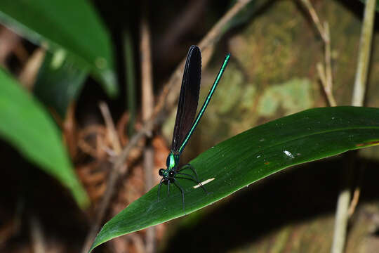 Image of Matrona corephaea Hämäläinen, Yu & Zhang 2011