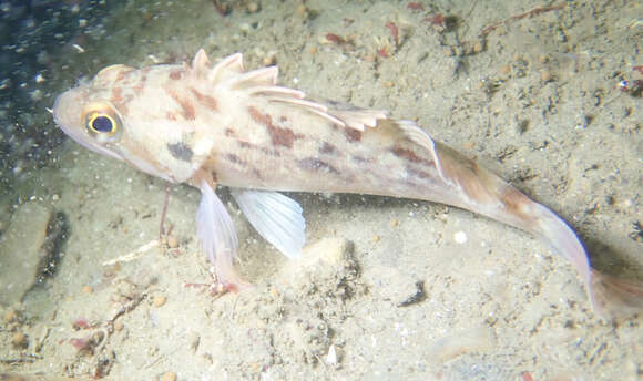 Image of Brown rockfish