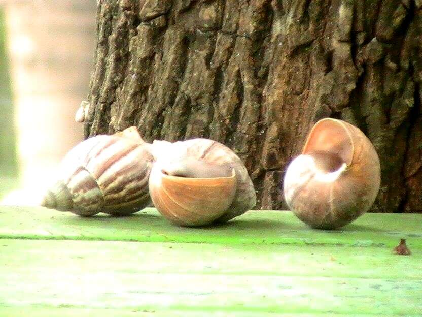 Image of Achatina fulica