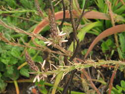 Image of Trachyandra ciliata (L. fil.) Kunth