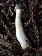 Image of Thimble morel