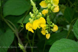 Plancia ëd Vigna umbellata (Thunb.) Ohwi & H. Ohashi