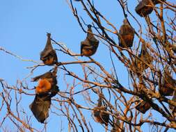 Image of Gray-headed Flying Fox