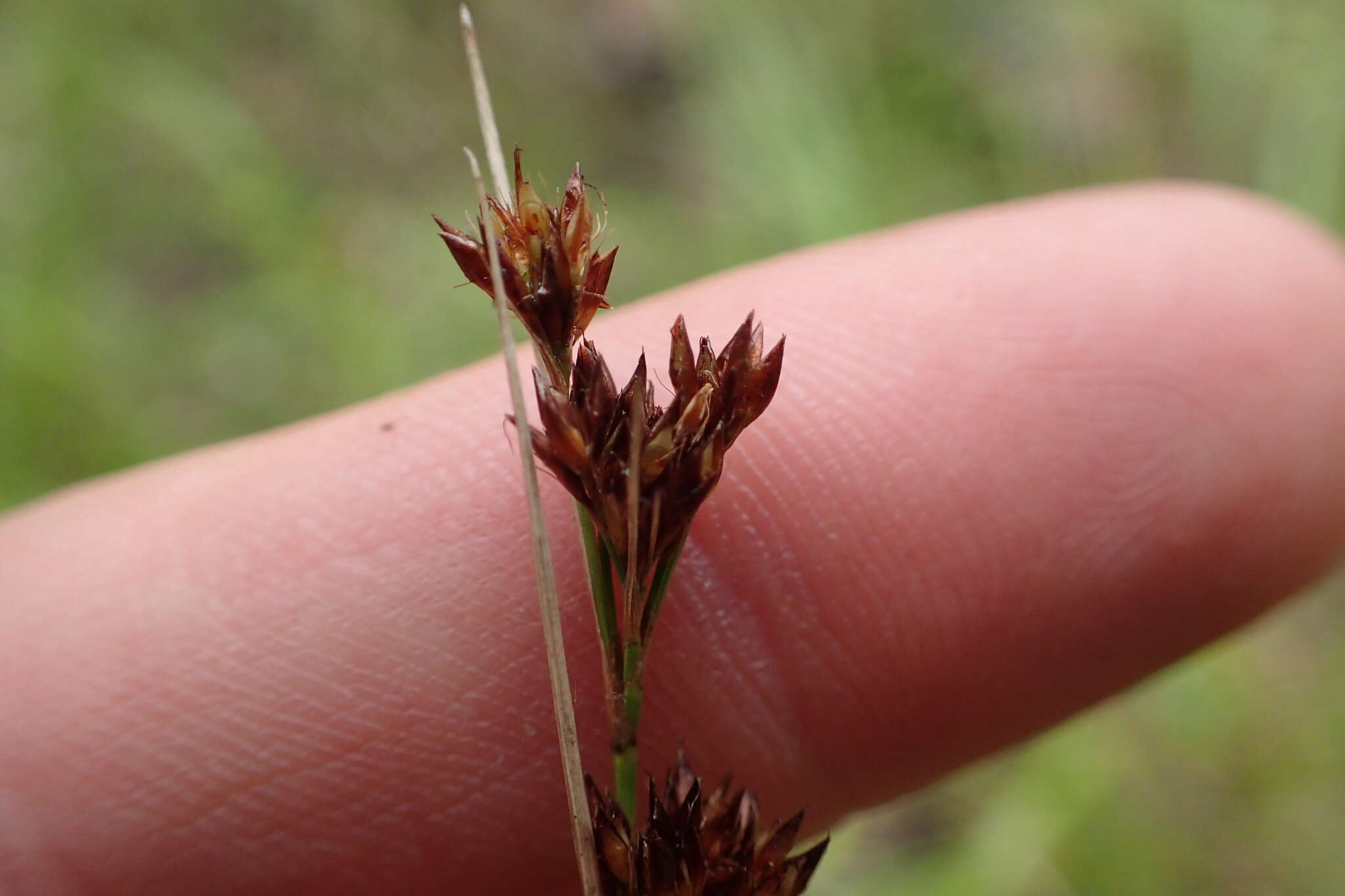 صورة Rhynchospora capitellata (Michx.) Vahl