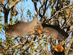 Image of Gray-headed Flying Fox