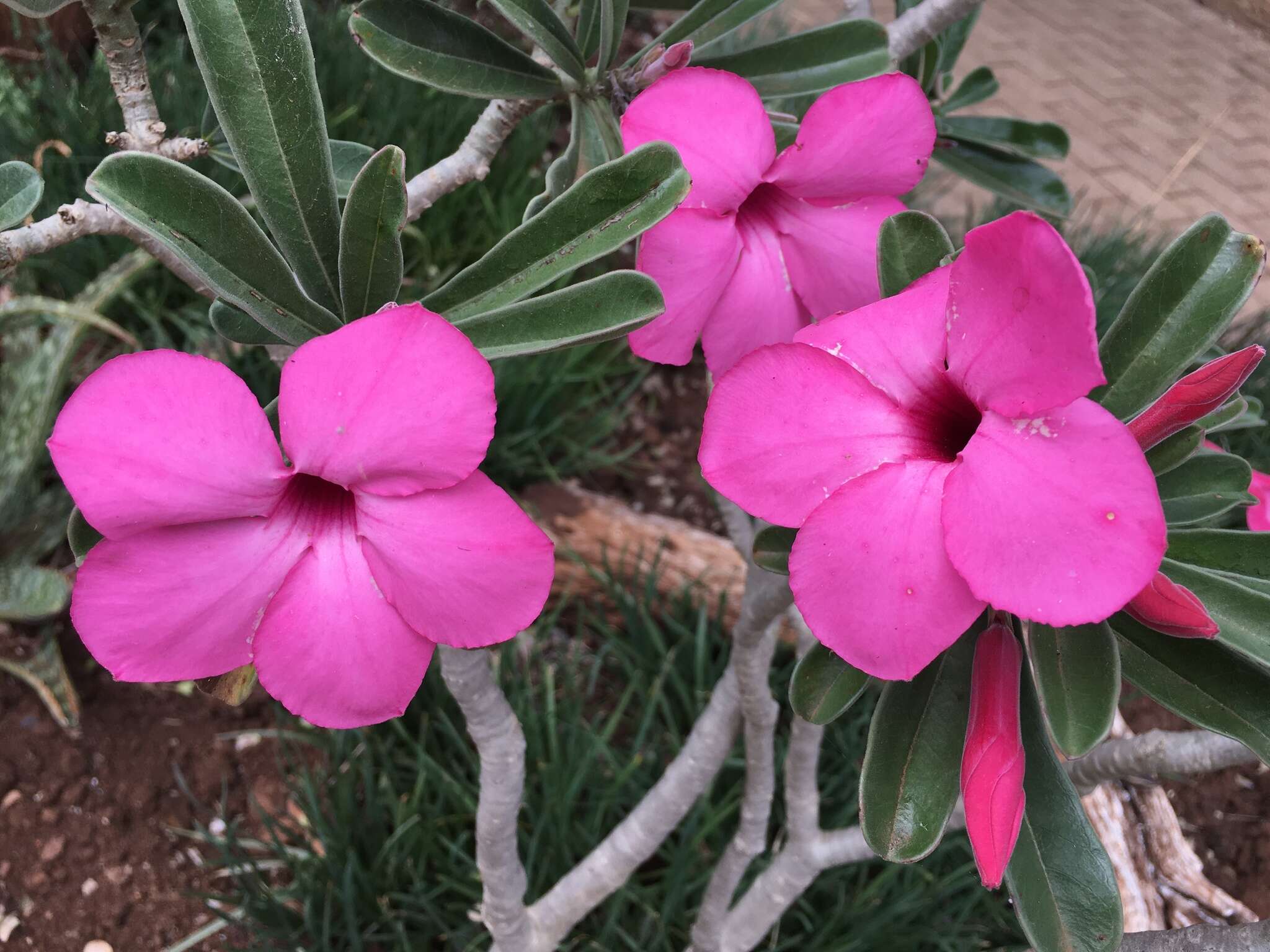 Image de Adenium obesum subsp. swazicum (Stapf) G. D. Rowley