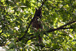 Image of Long-eared Owl