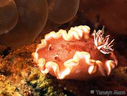 Image of Red-margined orange slug