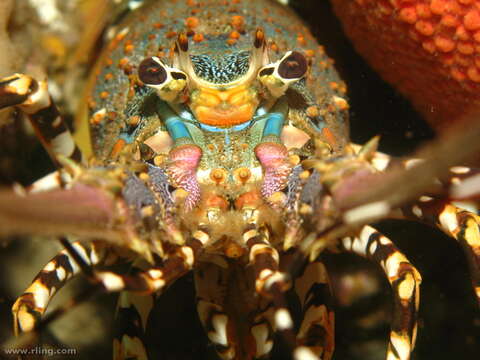 Image of Ornate Spiny Lobster