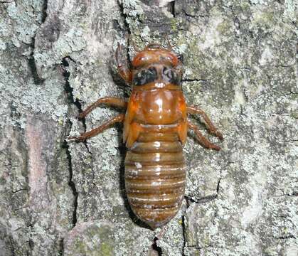 Image of Decim Periodical Cicada