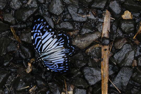 Image of Graphium delesserti (Guérin-Méneville 1839)