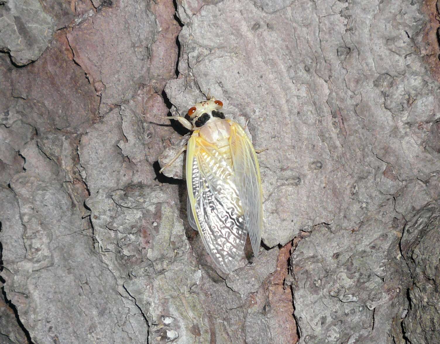 Image of Decim Periodical Cicada