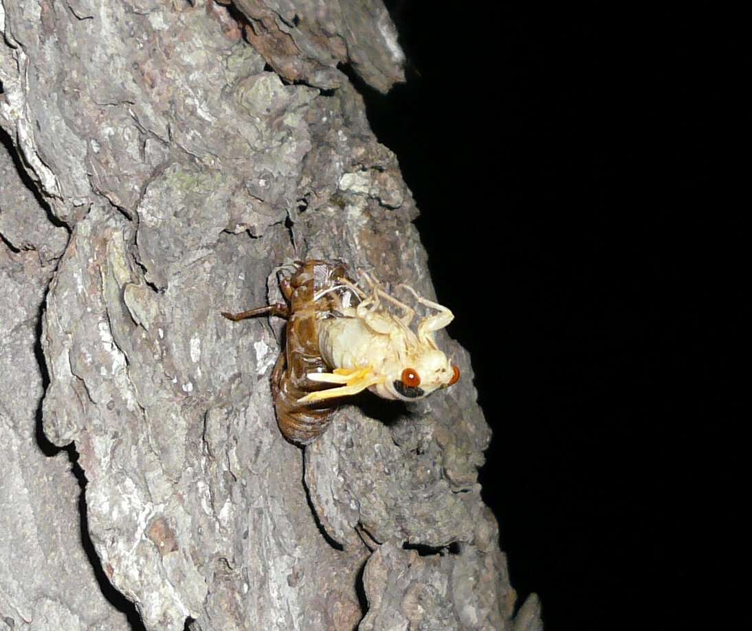 Image of Decim Periodical Cicada