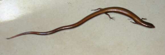 Image of Rüppell's snake-eyed skink