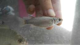 Image of Brown-backed mullet