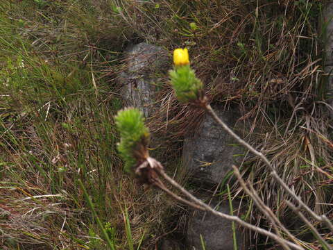 Image of Ursinia caledonica (Phillips) Prassler