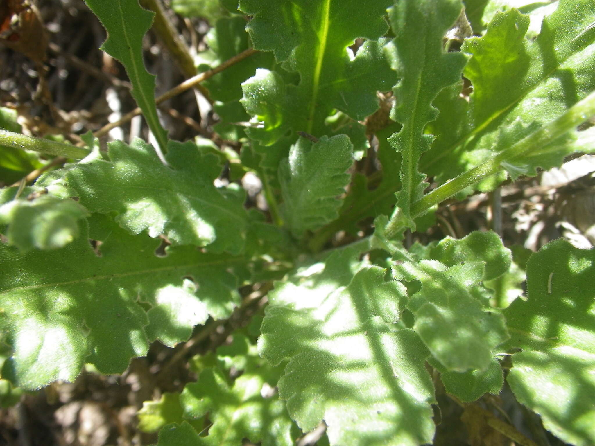 Image of Senecio hastatus L.