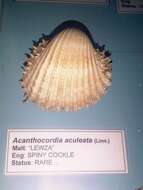 Image of spiny cockle