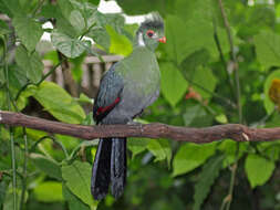 Image of White-cheeked Turaco