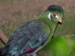 Image of White-cheeked Turaco