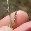 Image of Port Hobron Alkali Grass