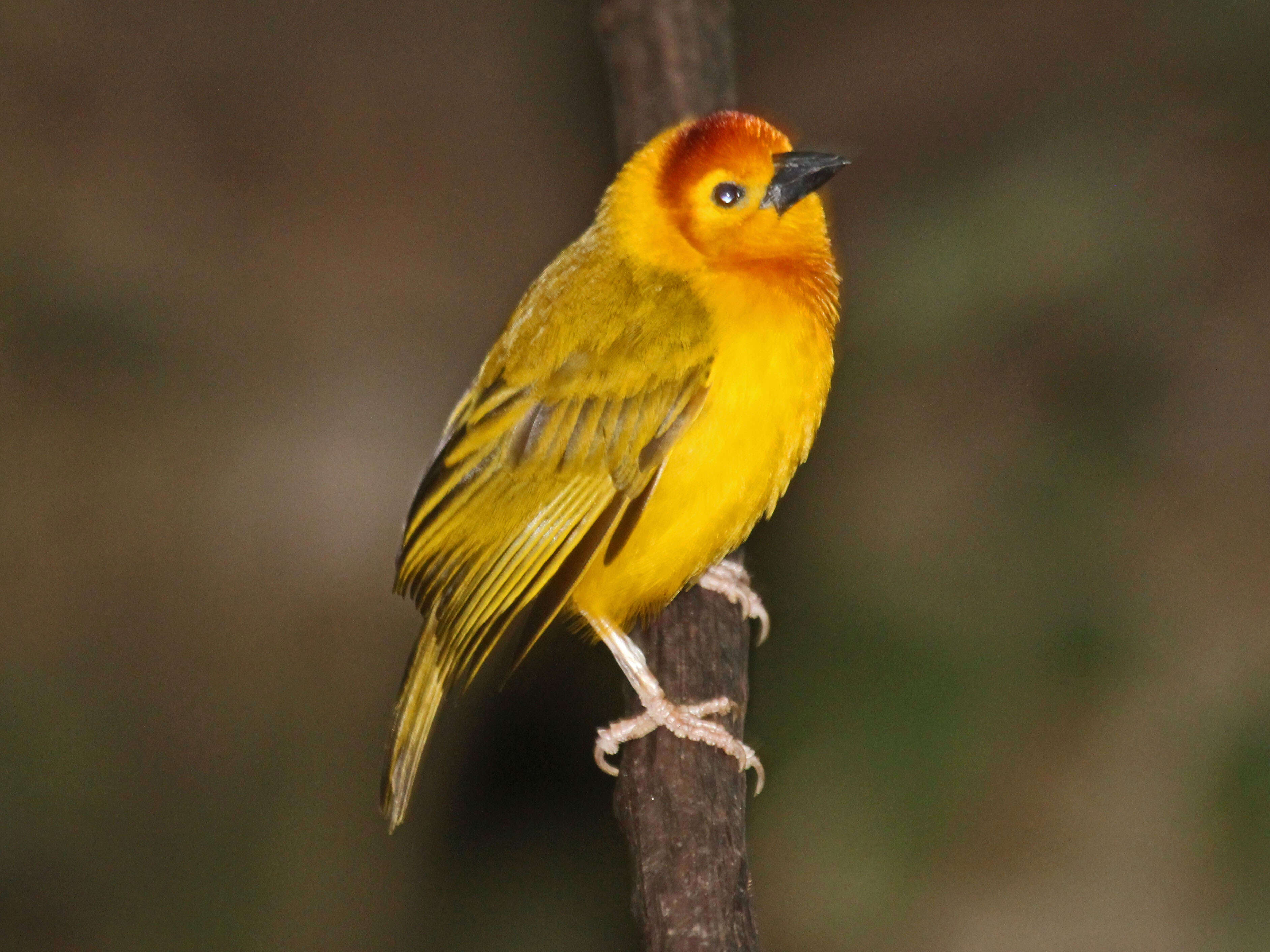 Image of Taveta Golden Weaver