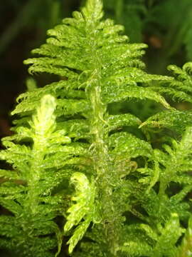 Image of ptilium moss