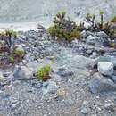 Image of Eriogonum preclarum J. L. Reveal