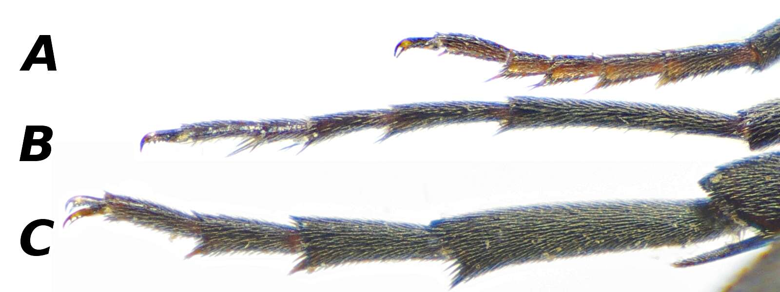 Image of Tomoxia bucephala