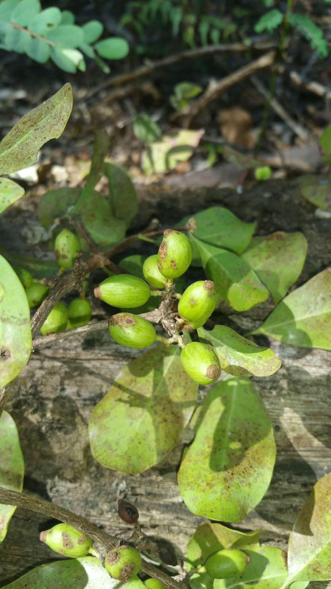 Image of Coffea tsirananae J.-F. Leroy