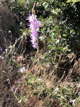 Stephanomeria virgata Benth. resmi