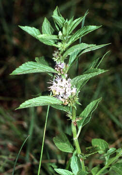 Image of wild mint