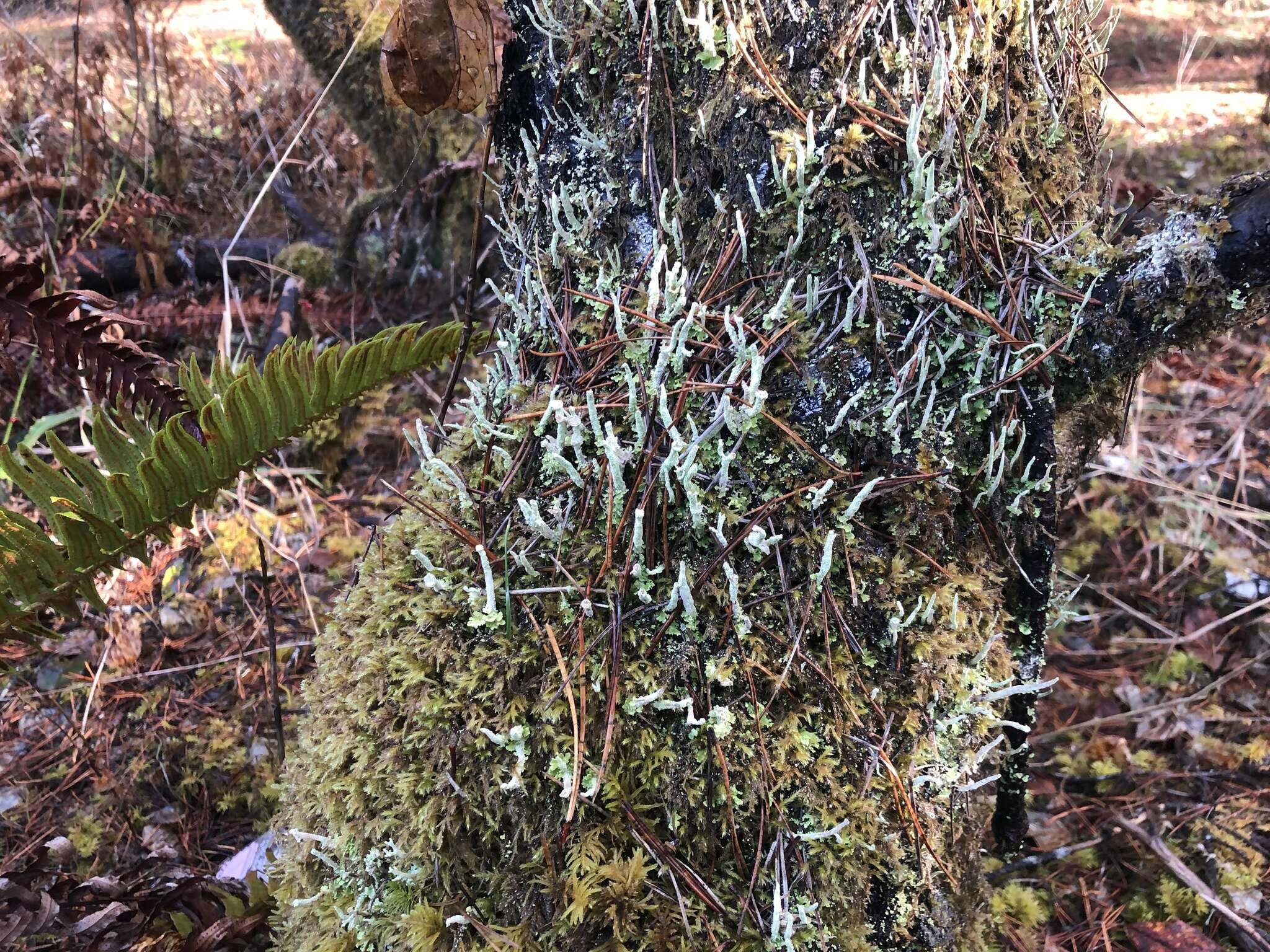 Image of cup lichen