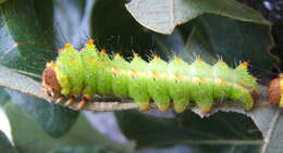 صورة Antheraea pernyi (Guérin-Méneville 1855)