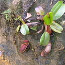 Image of Pitcher plant