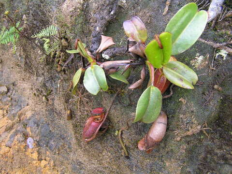 Слика од Nepenthes villosa Hook. fil.