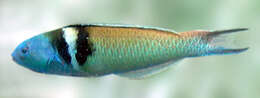 Image of Bluehead Wrasse