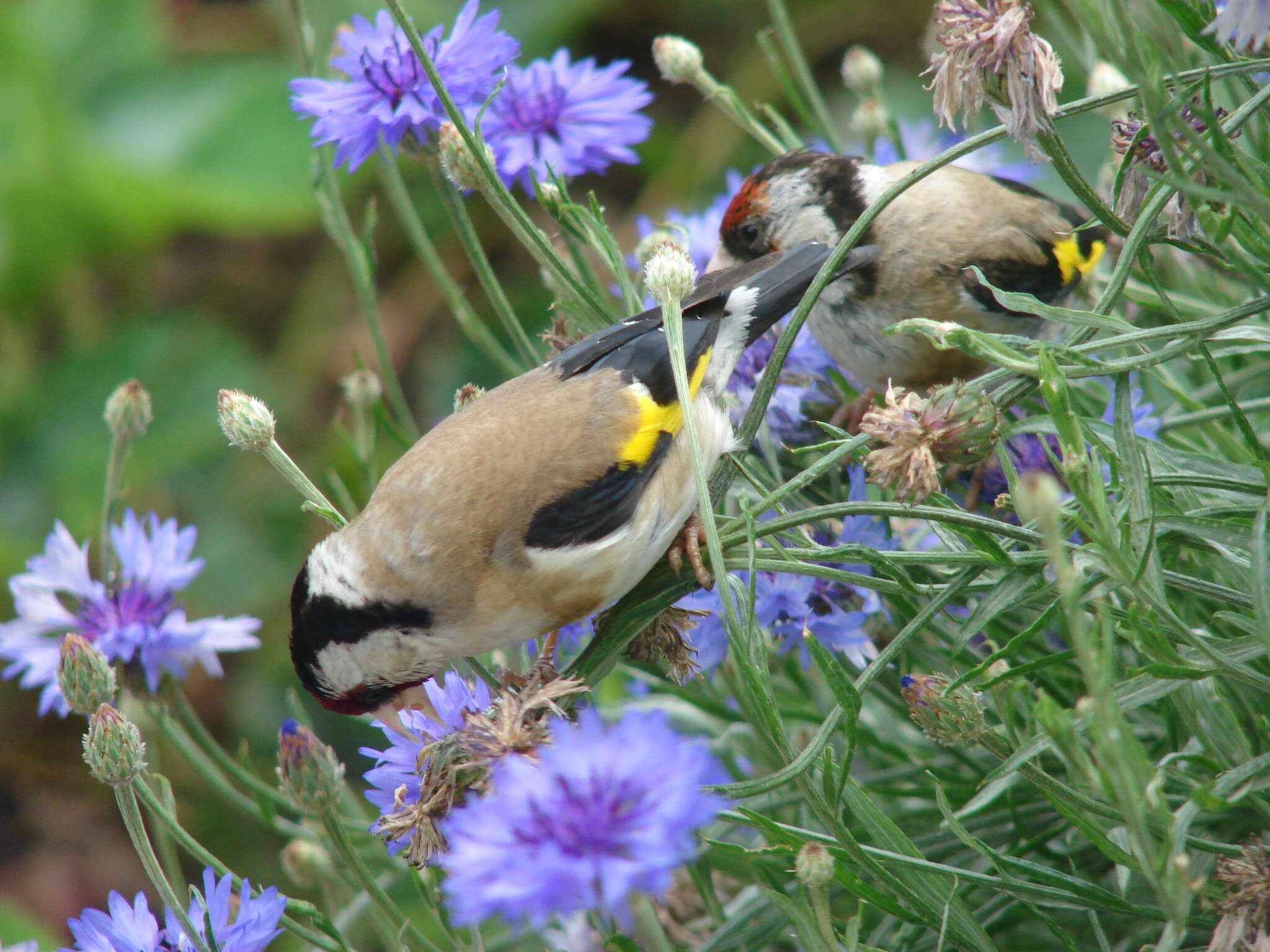 Image of European Goldfinch