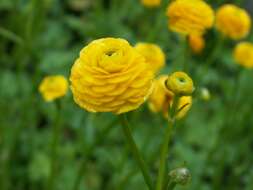 Image of common buttercup