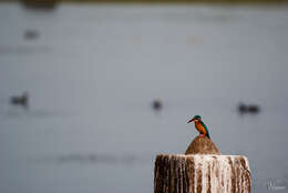 Image of Common Kingfisher