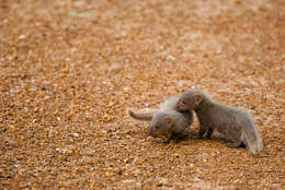 Image of Indian Gray Mongoose