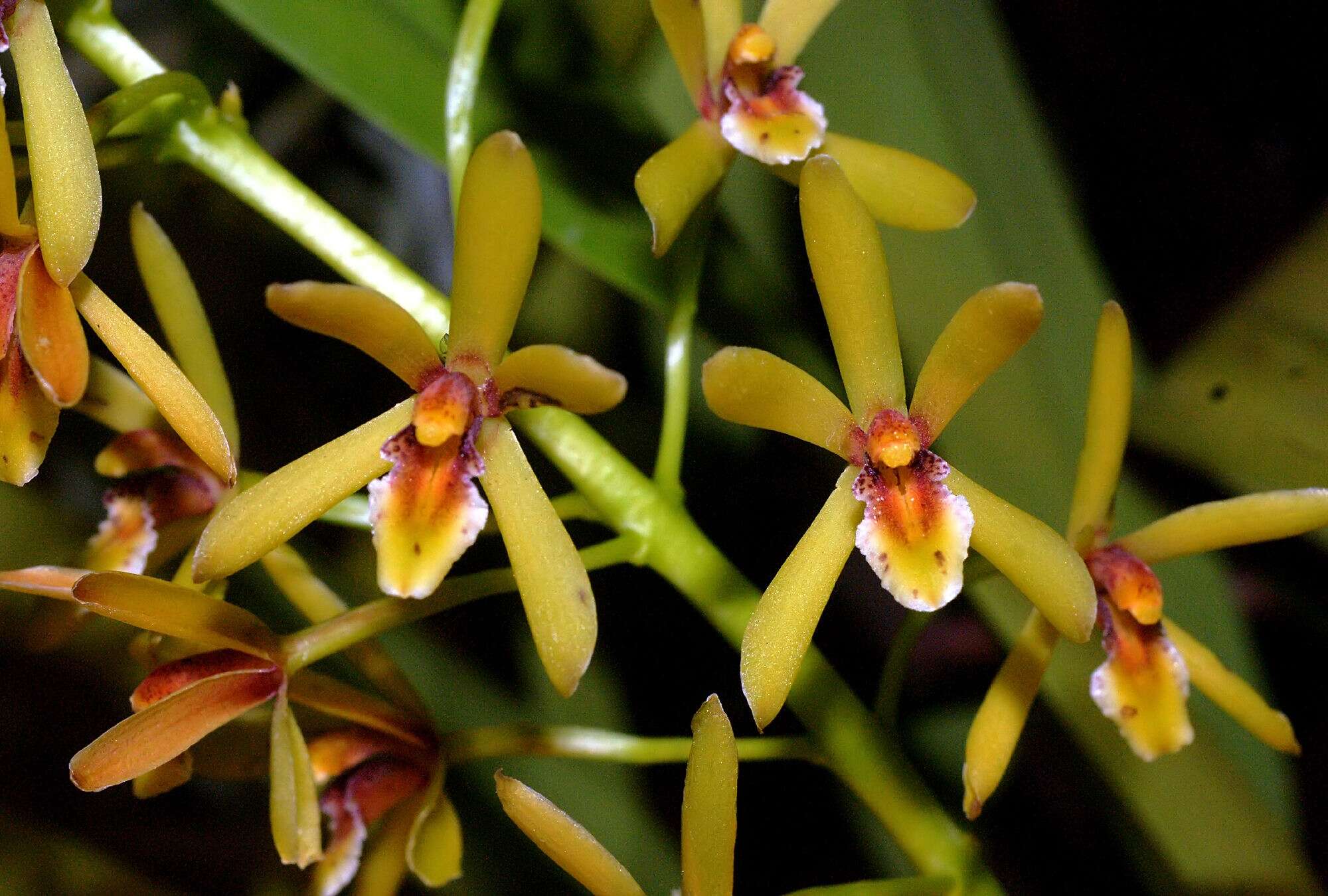 Image of Snake orchid